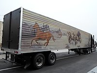 international_lone_star_006.jpg